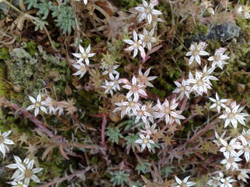 Sedum hispanicum / Borracina glauca